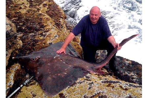 Shore caught 223lb common skate copy.jpg